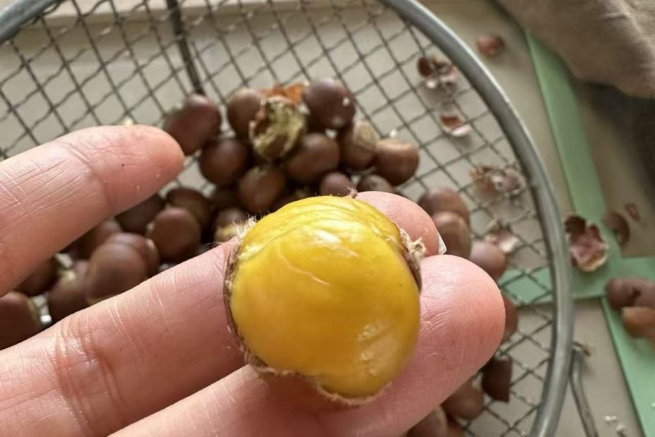 燕山板栗主产区的 青龙板栗收购价格