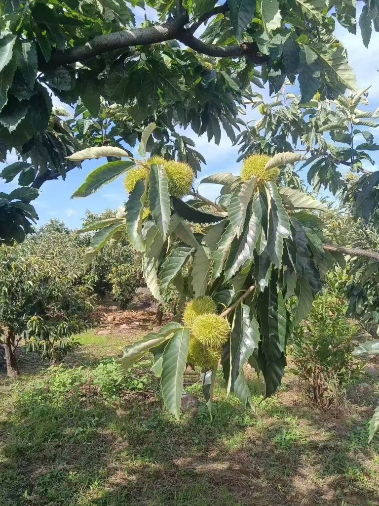 板栗子网整理报道迁西板栗收购价格