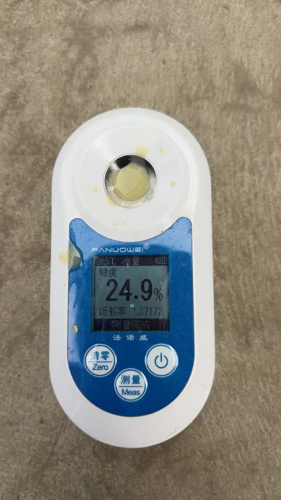 迁西正宗板栗糖度能达到29个以上