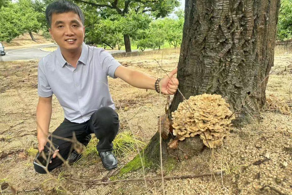 迁西栗蘑 野生栗蘑 板栗树底下的蘑菇