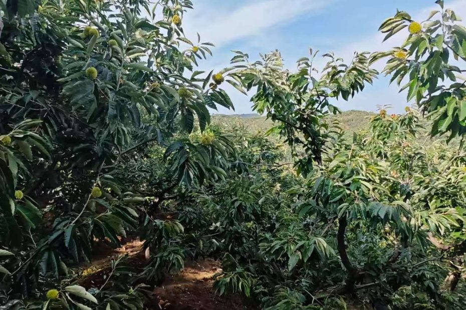 燕山板栗实时收购价格