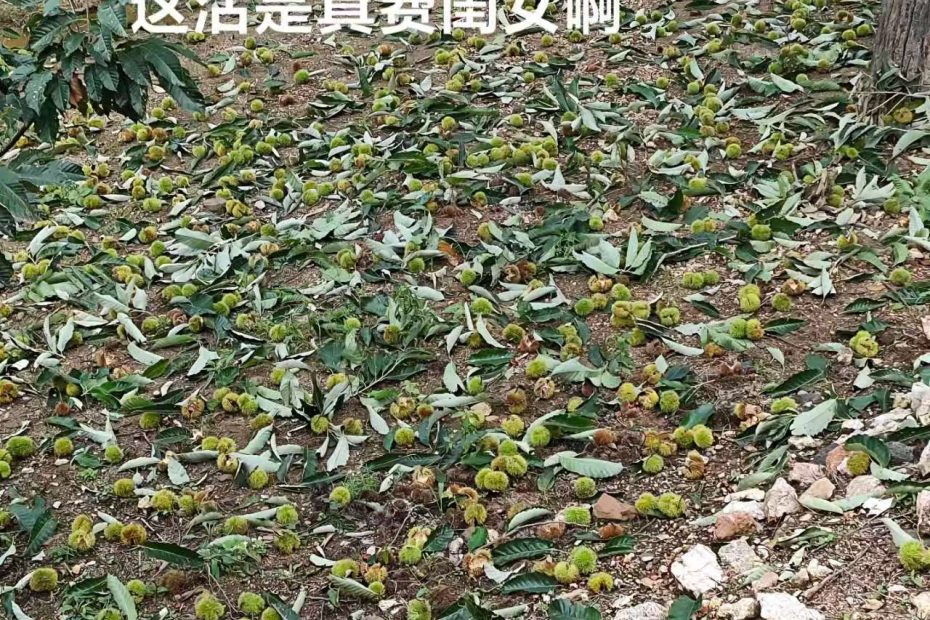 栗农的辛苦，栗子收获季节的栗农痛并快乐着