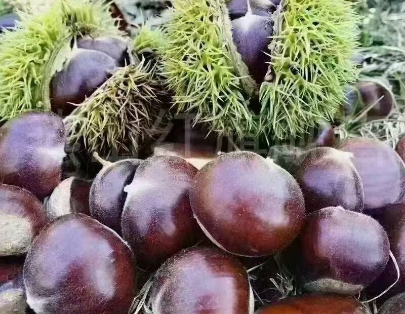 板栗子网。迁西板栗