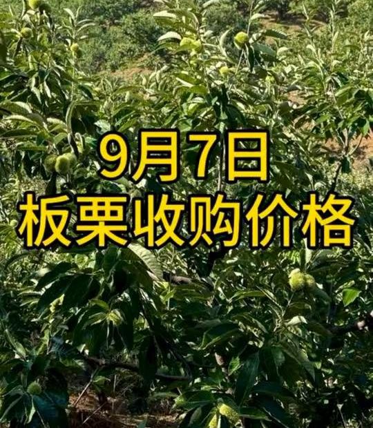 2025年9月7日 大喷期 迁西板栗收购价格实时播报