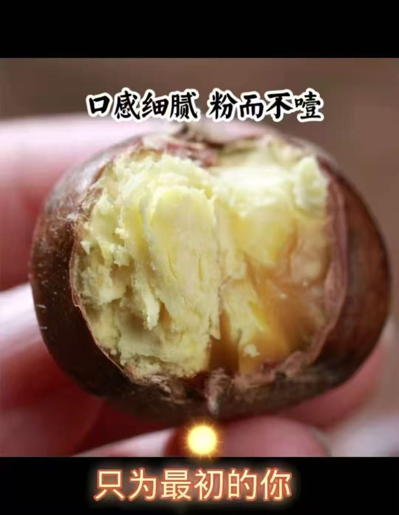 板栗子网 专注高端板栗 冰栗子