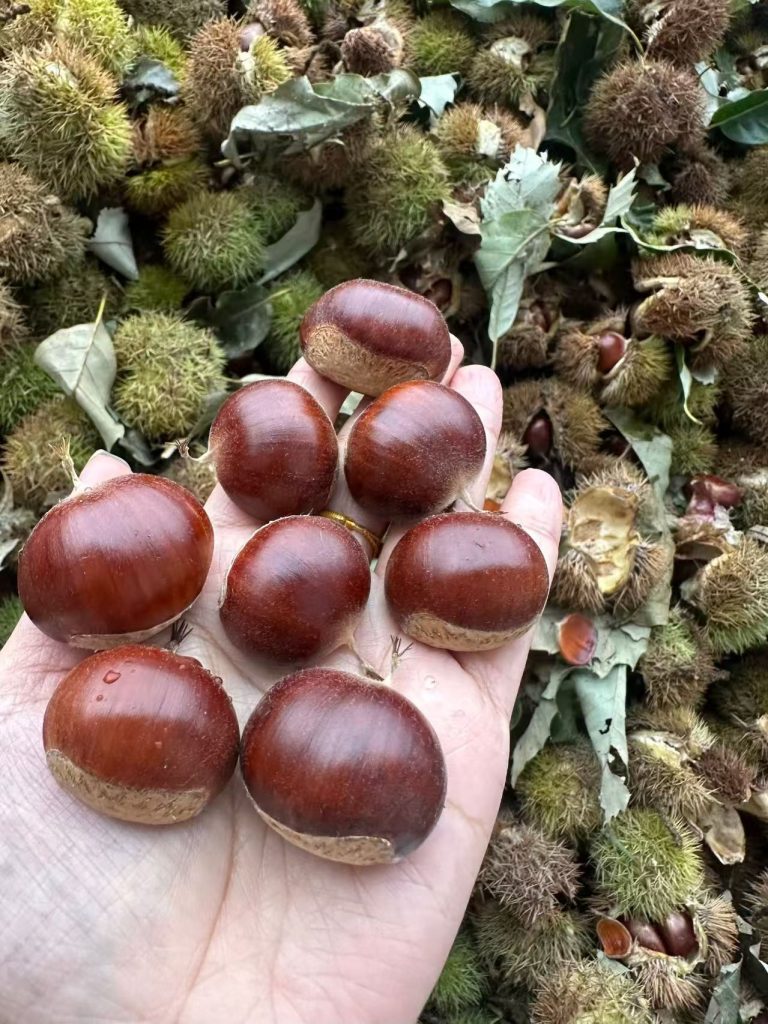 板栗子网  板栗收购价格汇总