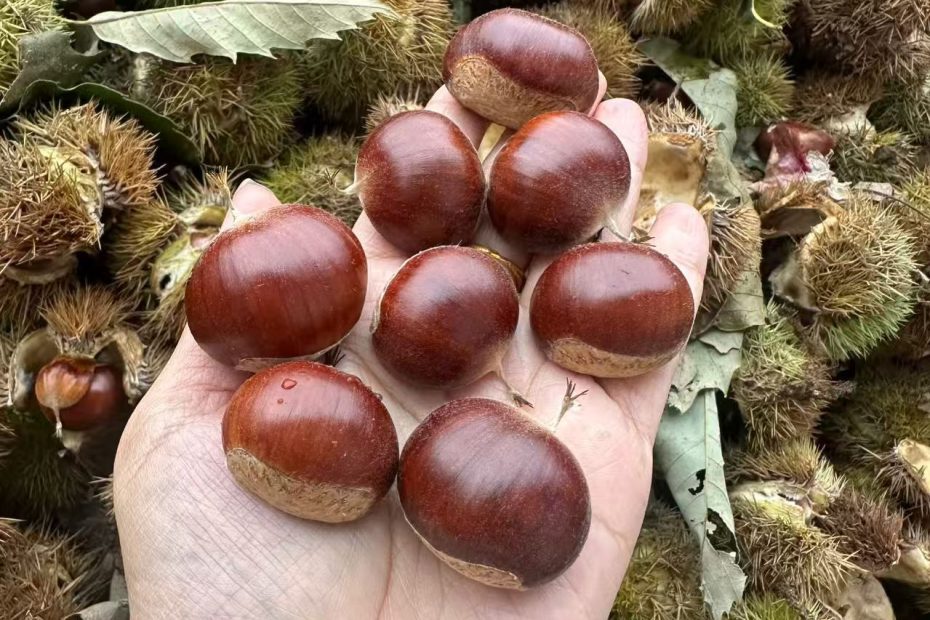 板栗子网 板栗加工机器