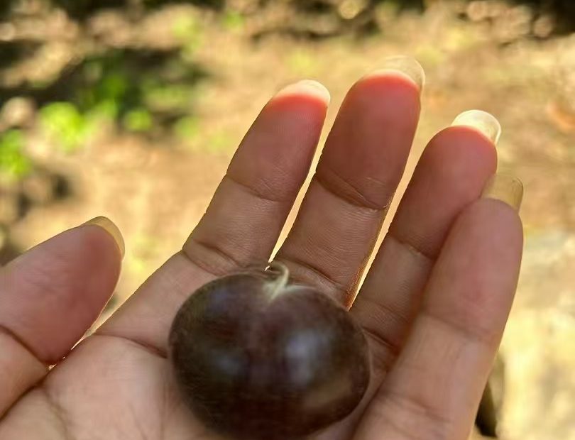 板栗子网 迁西板栗 大标出货中