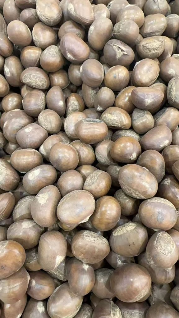 板栗子网迁西板栗干煲板栗 糖炒栗子