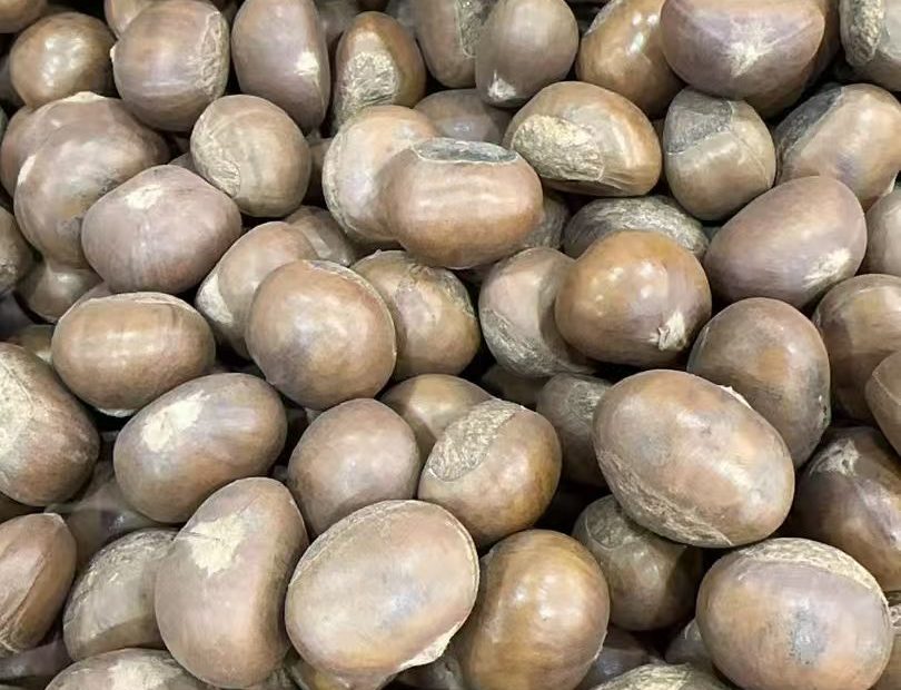 板栗子网迁西板栗干煲板栗 糖炒栗子