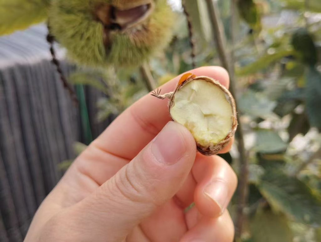 板栗子